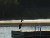 Heron at Dawn - 