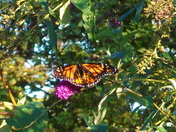 Monarch's bush  - 