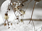 Fleur de glace  - 