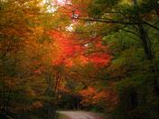 road during the fall - 