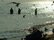 Minnow Fishing  - 