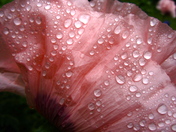 Spring Flower Spring Shower - 