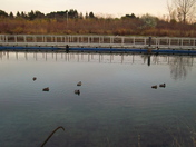 sleepy ducks await the nightfall  - 