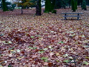 Fall Leaves - 