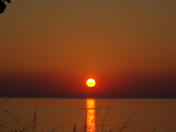 Pinery Sunset - 