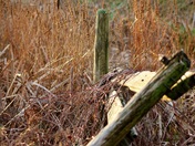 Fall - 