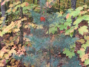 Lone Red Maple - 