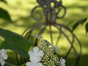 Simply Summer - 