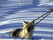 Mr Coyote