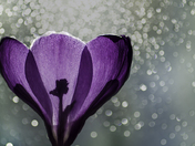 A Sprinkle of Bokeh