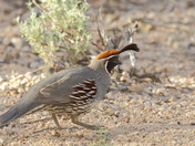 Gambel's Quail male