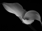 Repose