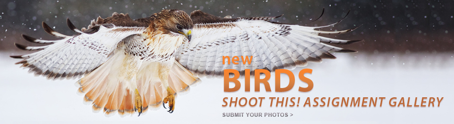 Shoot This: Birds