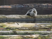 Beautiful Seal Pup
