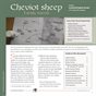 Guide to Fiber Intensive: Cheviot Sheep: Family Travels