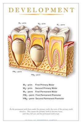 "DEVELOPMENT" - (white) Dental Wall Chart DWC204