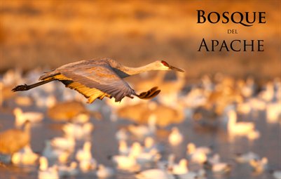 Bosque del Apache