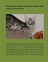 Savannah Cat breeders Preserve the special traits of Black and Brown Cats