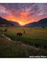 Grazing Bison and Buffalo and Sunset Beach
