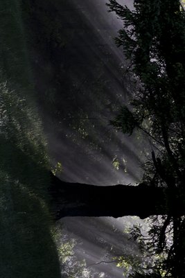 Morning Mist
