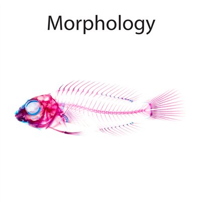Morphology Booklet — DNA