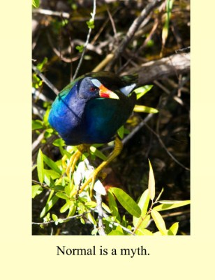 NORMAL