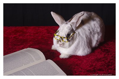Rabbit Reading Room Special Edition