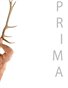 PRIMA 