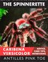 The Spinnerette, Issue 12: Caribena versicolor