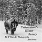 Yellowstone's Winter Beauty