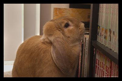 Reading Rabbit 2
