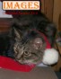 Chistmas Special