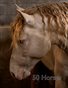 50 Horses redo