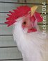 Chickens 2014