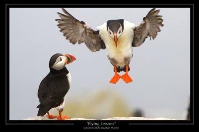 Flying Lessons Poster