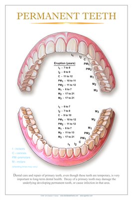 "PERMANENT TEETH" - (white) Dental Wall Chart DWC304