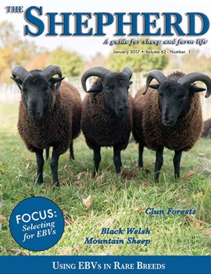 The Shepherd January 2017