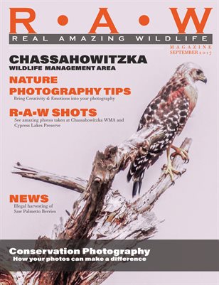 R • A• W | Real Amazing Wildlife | September 2017