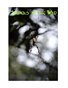 Spiders in the Wild Issue Four