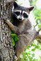 Raccoon In Tree