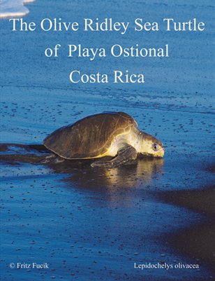 The Olive Ridley Sea Turtle of  Playa Ostional, Costa Rica 