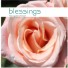 Blessings (from a gardener's heart)