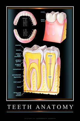 "TEETH ANATOMY" - (black) Dental Wall Chart DWC103