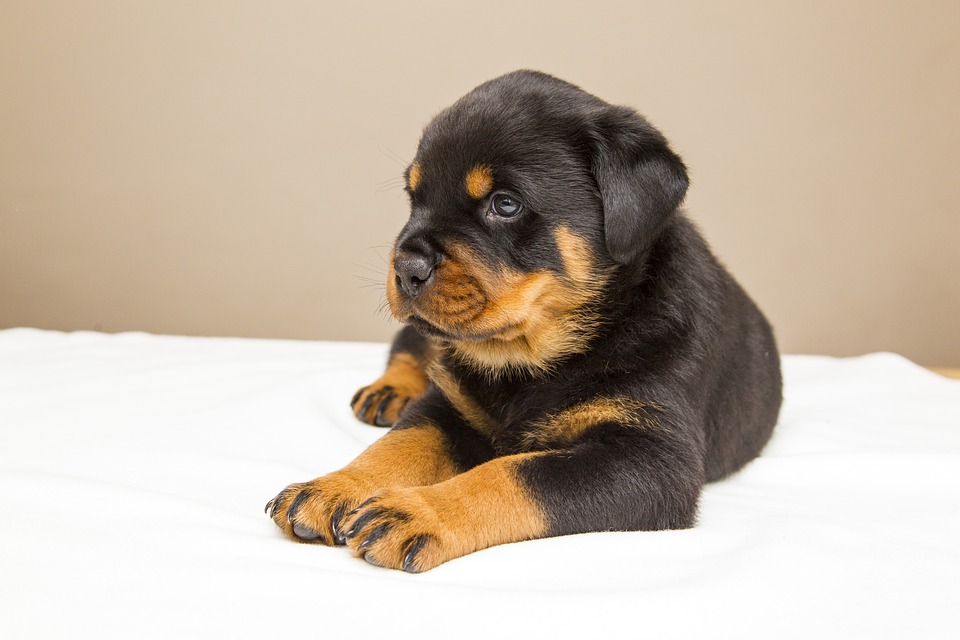 The Top Dog Deals Offers Rottweiler Accessories