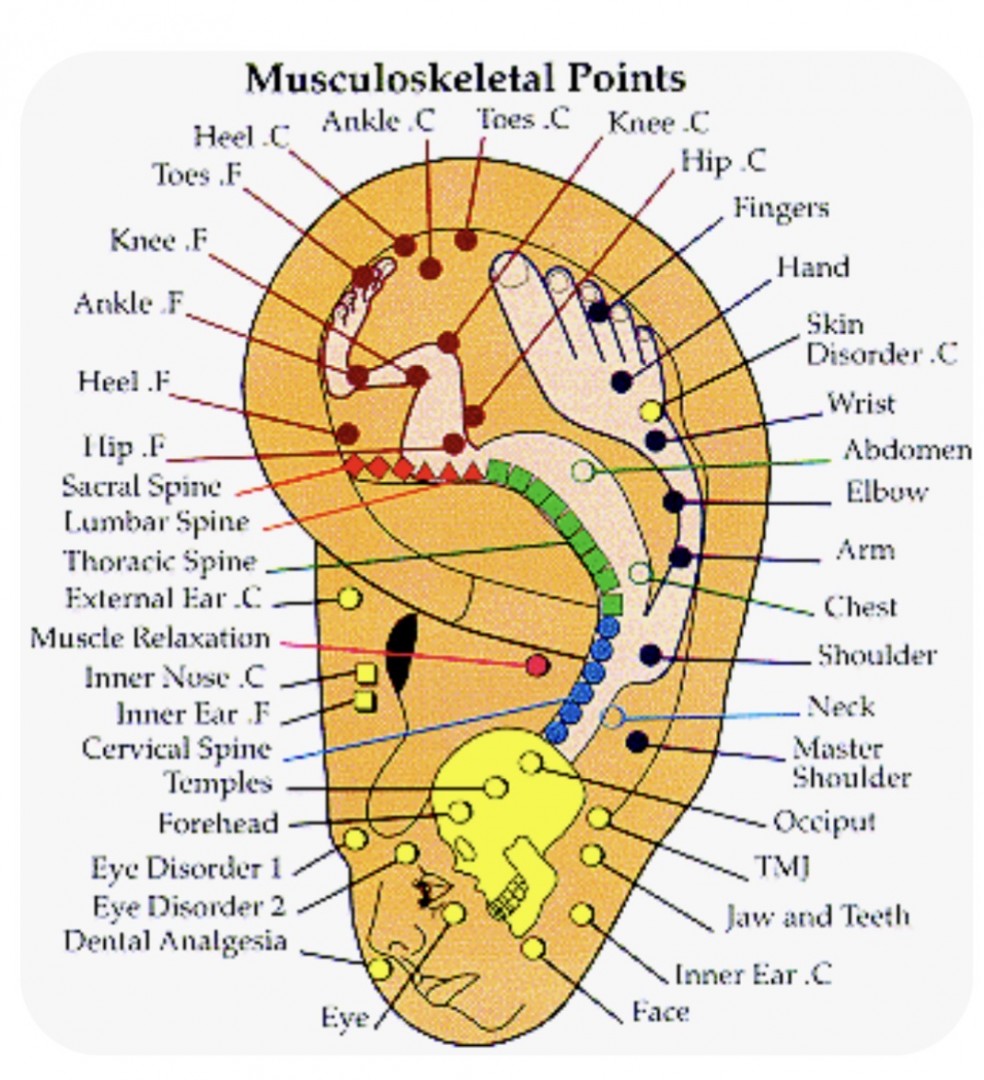 auricular ear acupuncture