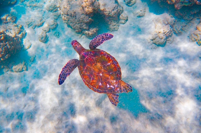 http://www.jasonsmarinelife.com/Jasons_Marine_Life/Sea_Turtles.html