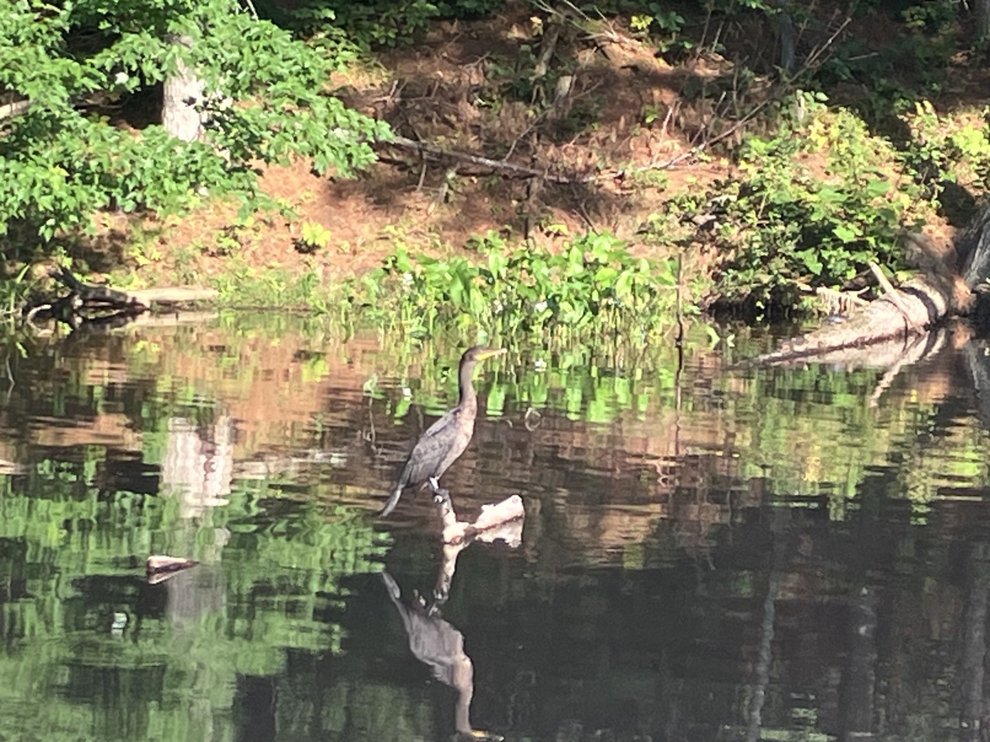 Good Hearth offers safe, effective Acupuncture / Herbal Medicine / Immune Support in Rockland, Maine