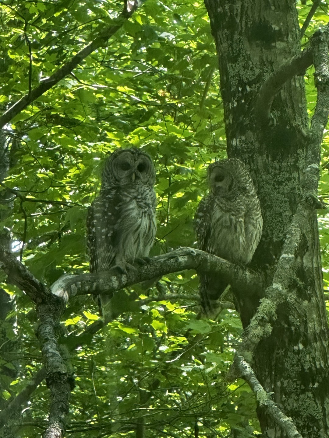 Good Hearth offers safe, effective Acupuncture / Herbal Medicine / Immune Support in Rockland, Maine