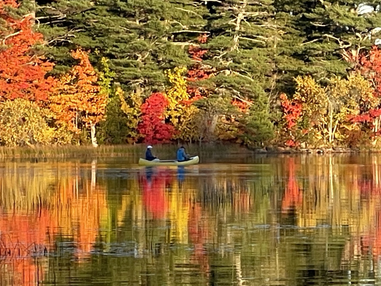 Tobey Williamson offers Acupuncture / Herbal Medicine / Immune Support in Rockland, Maine