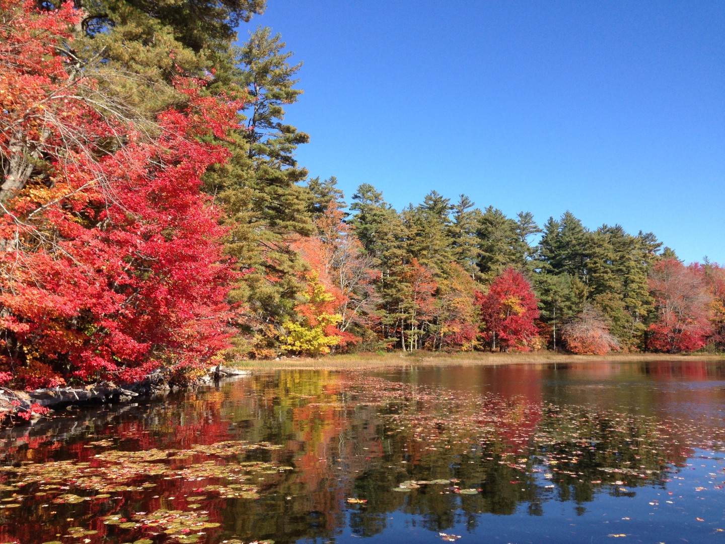Tobey Williamson offers Acupuncture / Herbal Medicine / Immune Support in Rockland, Maine